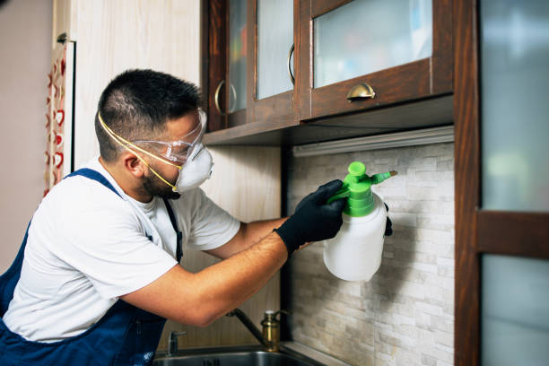 Best Termite Control Services  in Escondido, CA