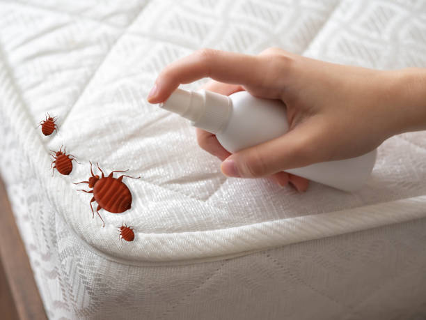 Professional Pest Control in Escondido, CA