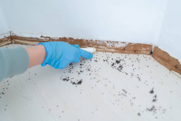 Best Local Pest Control Services  in Escondido, CA